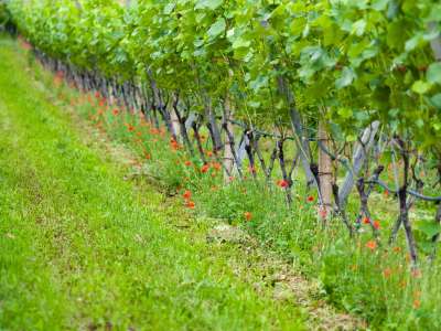 © vignes