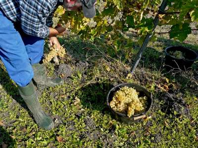 © Producteur de cognac et de pineau des Charentes Domaine de Beaulieu à Germignac en Haute-Saintonge