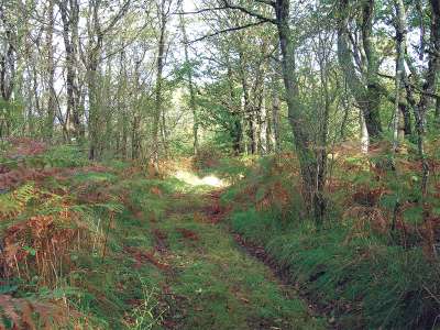 © Chemin dans la forêt de St-Léger