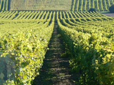 © pineaucognac_earllescoteauxdemontignac_bougneau
