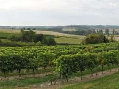 © vignes