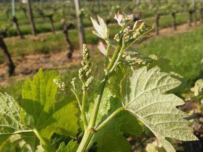 © Vigne Vignoble Boule et Fils