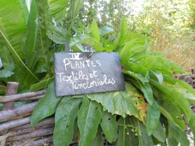 © Carré des plantes textiles et tinctoriales