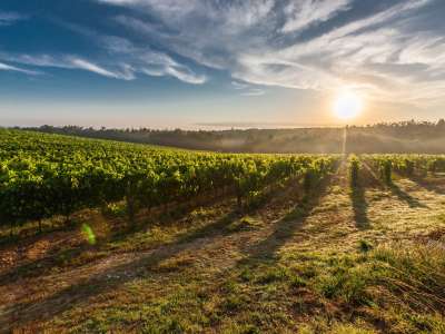 © vignes