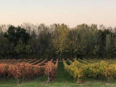 © vignes