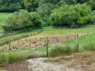 © Photo Les Barbins - volailles_Orignolles