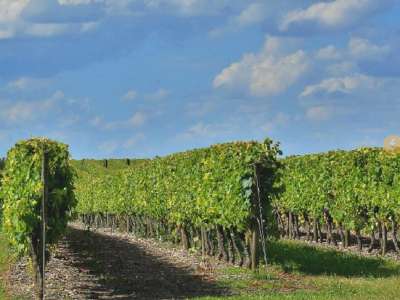 © vignes