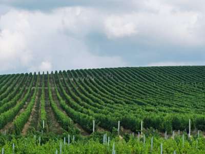 © vignes