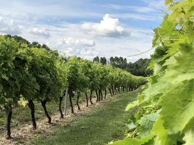 © EARL Jean Roux, Étapes du Cognac, à Salignac-sur-Charente en Haute-Saintonge