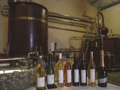 © Pineau - vin du Domaine Mounier à St-Fort-sur-Gironde en Haute-Saintonge