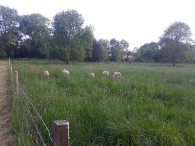 © Mail de Seugne et arboretum de Jonzac