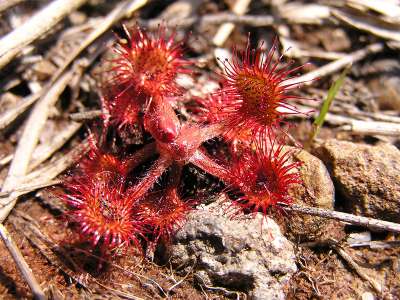 © Drosera rotundifolia, plante carnivore visible à l'étang des Bénissons
