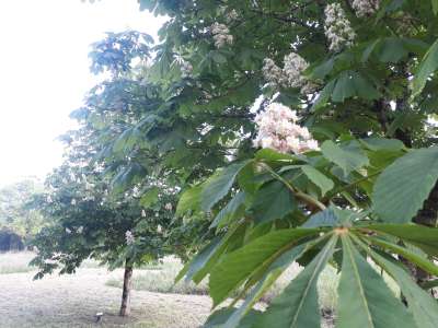 © Mail de Seugne et arboretum de Jonzac