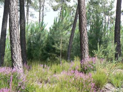 © La forêt de la Lande de Montendre, ses pins maritimes et ses bruyères fleuries