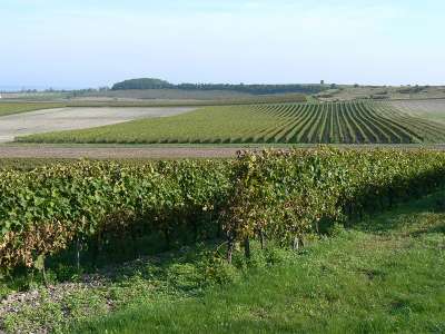 © Paysage de vignes de la Petite Champagne aux alentours de Pérignac