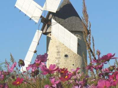 © Ailes déployées et fleurs