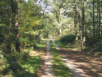 © Chemin du circuit dans la forêt de la Lande