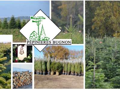 © Pépinières Bugnon Sapins de noël à St Bonnet sur Gironde