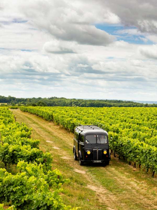 Bourgoin Cognac : Expert - Safari dans le vignoble