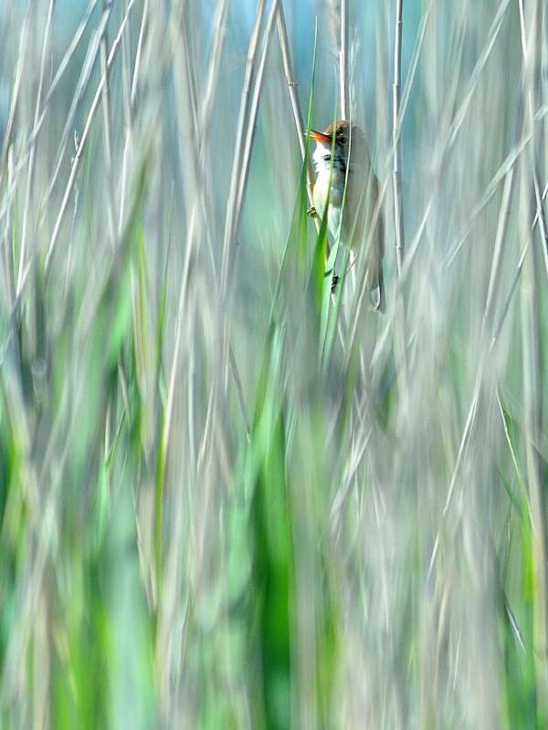 Sortie sur les oiseaux migrateurs des roselières des marais de Gironde