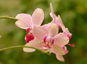 Orchidées aux Antilles de Jonzac