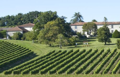 Paysage la fine goule Arthenac - Vignoble Cognac