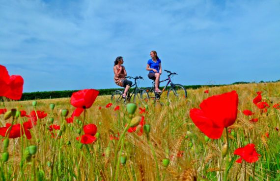 Champ de coquelicots