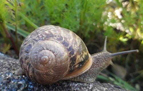 Escargot