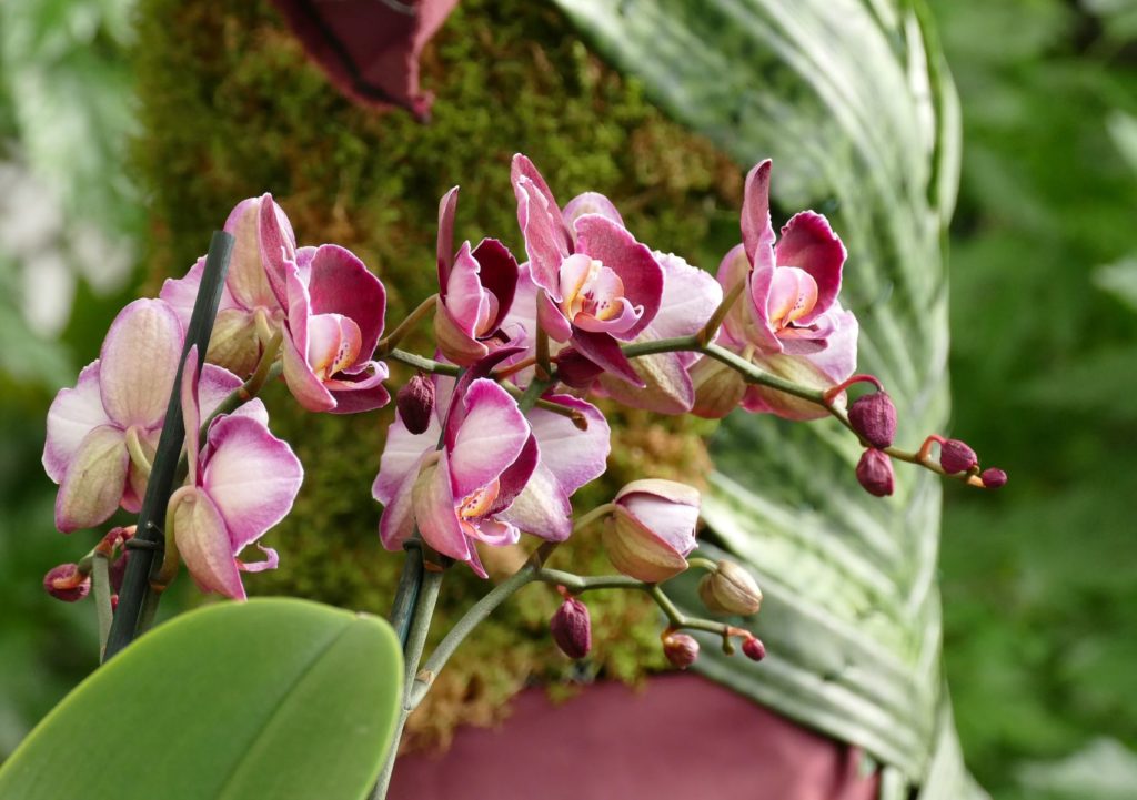 parc jardin serre tropicale à découvrir autour de jonzac