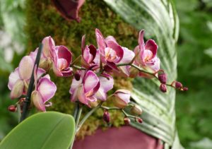 Orchidées aux Antilles de Jonzac