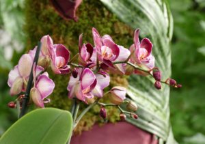 Orchidées aux Antilles de Jonzac