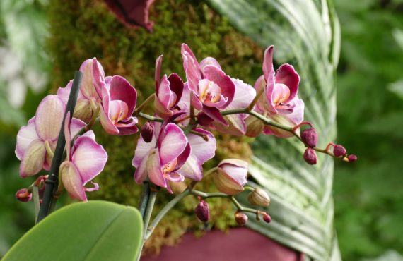 Orchidées aux Antilles de Jonzac