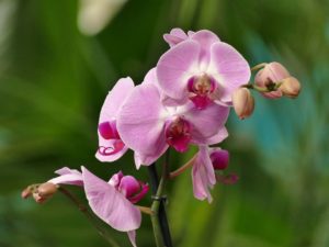 Orchidées aux Antilles de Jonzac