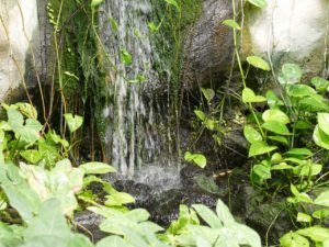 Serre tropicale des Antilles de Jonzac