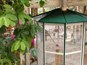 Cage oiseaux aux Antilles de Jonzac