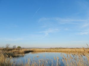 Marais à Vitrezay