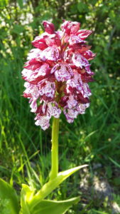 Jardin Haute-Saintonge