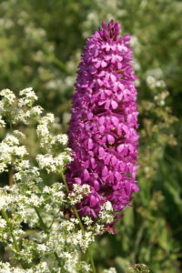 Jardin Haute-Saintonge