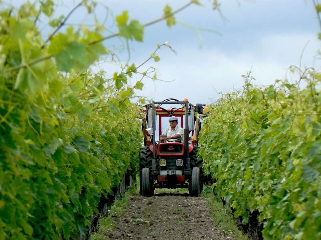 Rangs de vignes