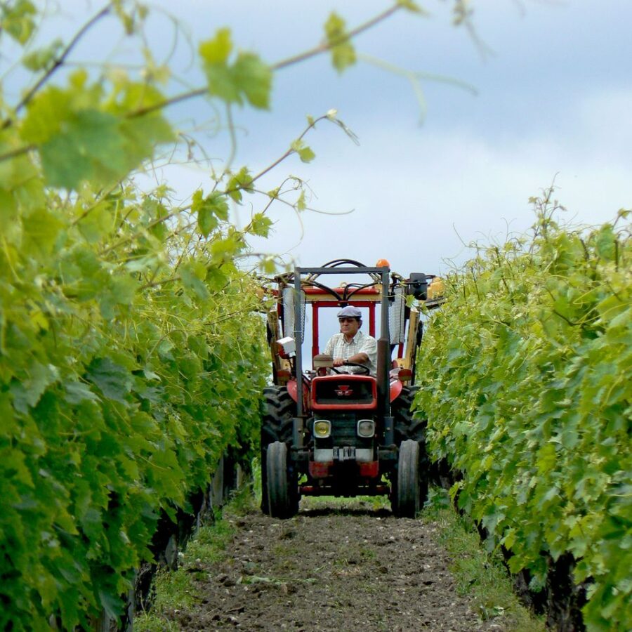 Rangs de vignes