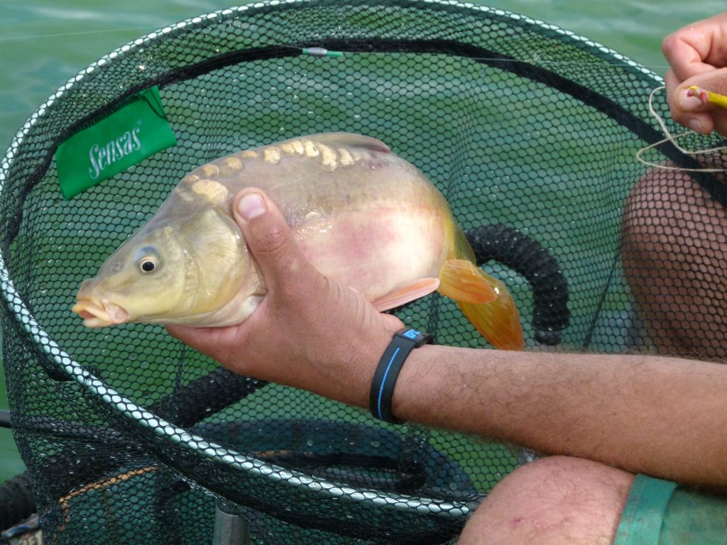 Pêche à la carpe à Vitrezay