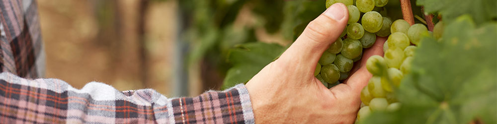 Une passion partagée - Maison Ansac - viticulteur avec une grappe de raisin Ugni Blanc dans la main