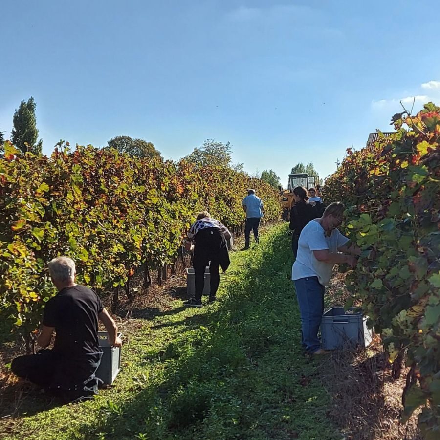 vendange dans le vignoble de cognac saintonge