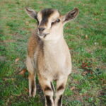 Photo des animaux de la ferme du château des énigmes ©Chateau des énigmes 2025