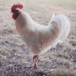 Photo des animaux de la ferme du château des énigmes ©Chateau des énigmes 2025