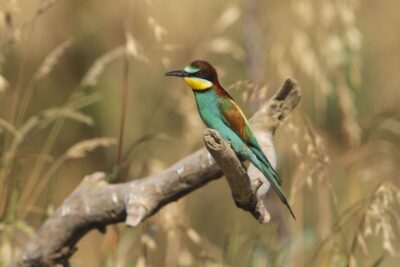 photo oiseau guepier dans les étangs de la forêt de la Double